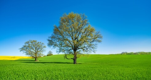oak trees in gree field, springtime landscape under blue sky