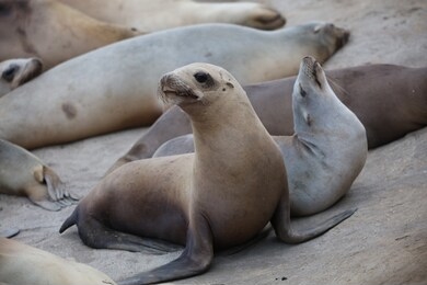 california sea lions at la jolla cove