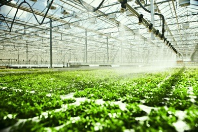 greenhouse watering system in action