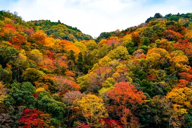 colorful mountains range in autumn season with red, green,orange, and golden foliage, forest vivid trees hill against blue clouds sky background in japan