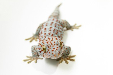 tokay gecko