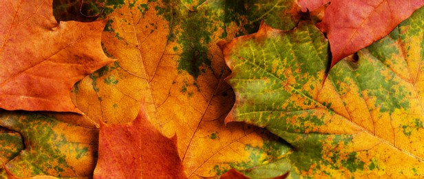 autumn background with colored maple leaves. creative season layout.