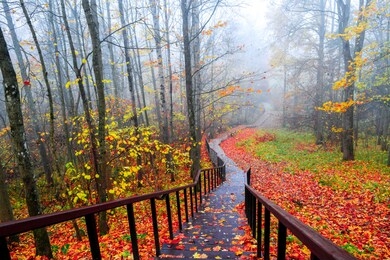 red autumn forest park stair landscape. autumn forest stairway view. red autumn forest stairway down. red autumn wallpaper