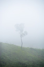an early morning view of the temperate rain forest thailand