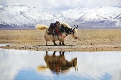 yaks in front of snow covered mountains and lake in tibet