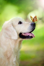 golden retriever dog with butterfly