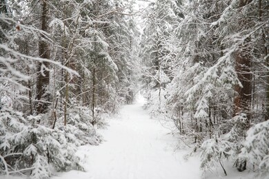 winter landscape. forest under the snow. winter park.