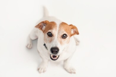 playful, happy jack russell terrier dog with tennis ball portrait isolated on white background