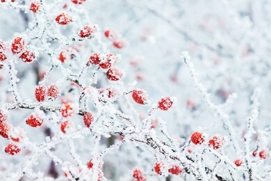 bush of dog-rose with red berries covered with frost