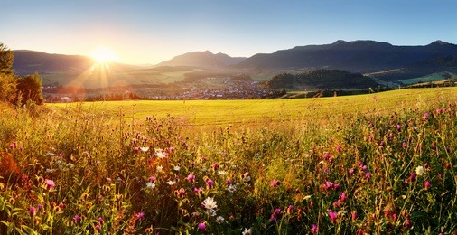 sunset on flower field