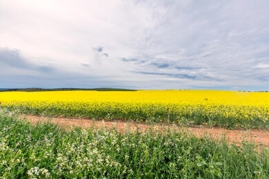yellow flowering fields, ground road and beautiful valley, nature spring landscape