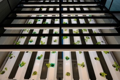 hydroponic vegetable farm, organic hydroponic vegetable cultivation farm, organic hydroponic  vegetable grow with led light indoor farm, soilless culture of vegetables under artificial light