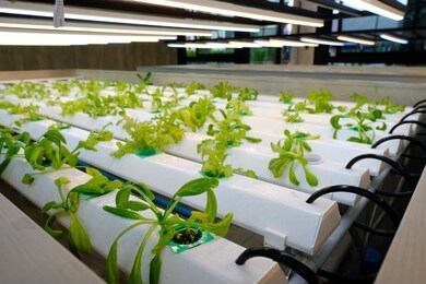 hydroponic vegetable farm, organic hydroponic vegetable cultivation farm, organic hydroponic  vegetable grow with led light indoor farm, soilless culture of vegetables under artificial light