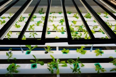 hydroponic vegetable farm, organic hydroponic vegetable cultivation farm, organic hydroponic  vegetable grow with led light indoor farm, soilless culture of vegetables under artificial light