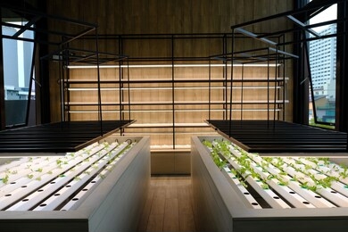 hydroponic vegetable farm, organic hydroponic vegetable cultivation farm, organic hydroponic  vegetable grow with led light indoor farm, soilless culture of vegetables under artificial light