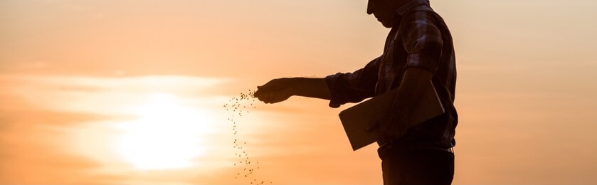 panoramic shot of farmer sowing seeds during sunset 
