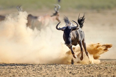 blue wildebeest running on dusty plains (  taurinus; connochaetes ) - kalahari desert - south africa
