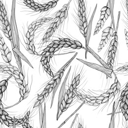 vector hand drawn wheat ears seamless pattern.
farm field illustration.for packing.bunch of grain barley.banner design. barley illustration in vintage style.wheat ,granule, kernel,corn,rye,barley,oats