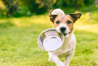 hungry or thirsty dog fetches metal bowl to get feed or water