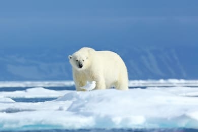 arctic wildlife, funny image in nature. polar bear on the ice. two bears love on drifting ice with snow, white animals in nature habitat, svalbard, norway. animals playing in snow. 