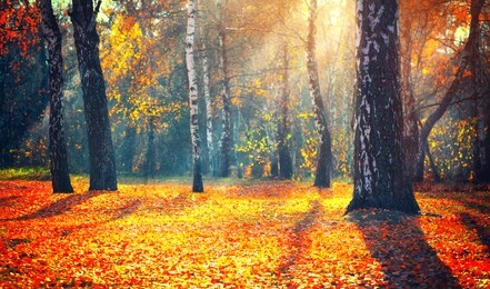 autumn. fall. autumnal park. autumn trees and leaves in sun rays. beautiful autumn scene background, forest with colorful yellow, red and orange colour leaves, sunflare. nature backdrop