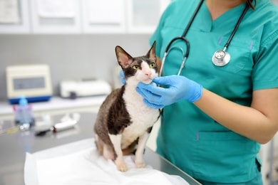 veterinarian examines a cat of a disabled cornish rex breed in a veterinary clinic. the cat has only three legs. health of pet.