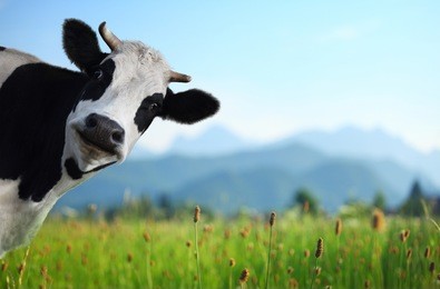 funny cow on a green meadow looking to a camera with alps on the background