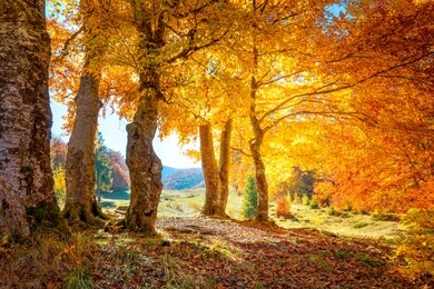 golden autumn in a forest - colorful leaves and big trees, warm sunny day