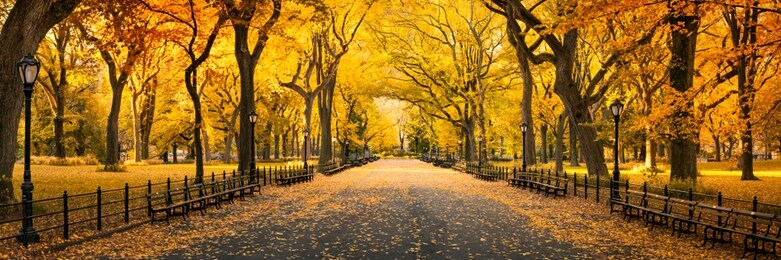 central park in new york city during autumn season