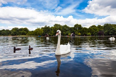 swan in hyde park