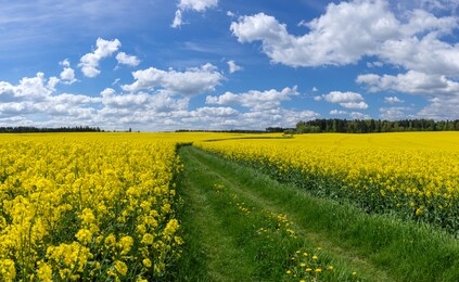 meadow path through yellow blooming rapeseed fields under a blue sky with white clouds