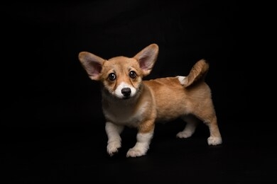 portrait of corgi dog on black background