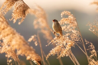 eurasian reed warbler acrocephalus scirpaceus bird singing in reeds during sunrise. early sunny morning in summer