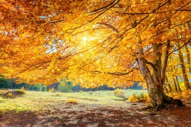 real autumn landscape - big forest golden tree with sunlight on sunny meadow