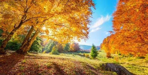 panoramic landscape of autumn trees on meadow, big colorful trees with golden leaves, real sun - beautiful autumn day