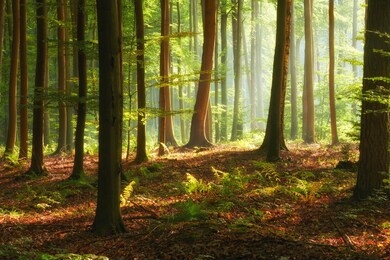 beautiful morning in the forest