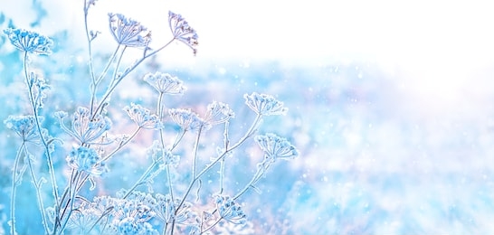 beautiful winter landscape. frozen grass in frost day. clear frosty weather of winter. winter season background. new year and christmas winter holiday concept. copy space. 
