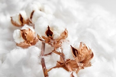 cotton plant. branch of white cotton flowers on soft background. organic material used in the manufacture of natural fabrics and other products
