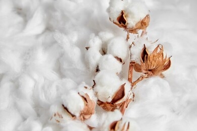 cotton plant. branch of white cotton flowers on soft background. organic material used in the manufacture of natural fabrics and other products