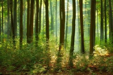 beautiful morning in the forest