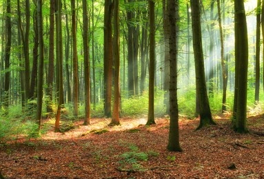 beautiful morning in the forest