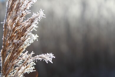 frozen plants in autumn. dry flowers covered with the hoar-frost. frozen bushes in early morning close up. first frost. early winter come. nature