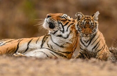 a royal bengal tiger mother & cub. ranthambhore national park. india