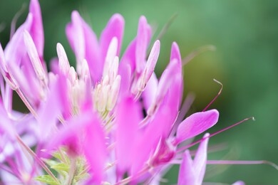 close up pink spider plant, also called pink queen, against green background