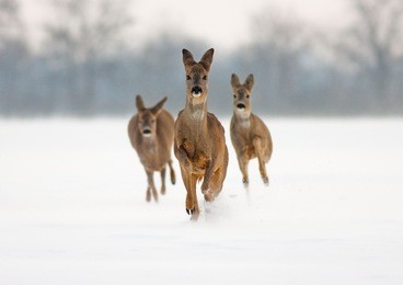 three roe deer (capreolus capreolus) does running forward in high snow. 