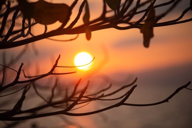 silhouettes photo of branches of tree during sunrise. sunrise with deep orange sky.