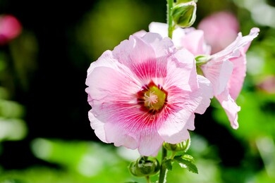 pink hollyhock flower in the garden on natural blurred  background