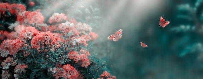 mysterious fairytale spring or summer fantasy floral banner with rose flowers blossom, flying peacock eye butterflies on blurred beautiful background toned in soft pastel colors and shining sun rays