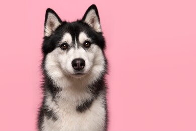 portrait of a siberian husky looking at the camera on a pink background