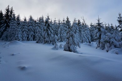 wall of trees in winter forest with meadow in front